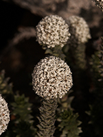 Snake-Plant-flower